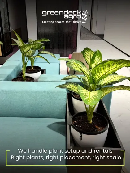 I handle both plant setup and rentals. Here, Dieffenbachia plants are placed in custom-built trays that fit perfectly with the modular seating, demonstrating my focus on the right plants, right placement, and right scale.