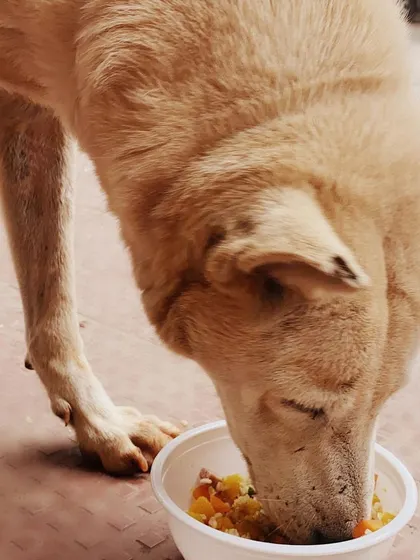 Here’s one of our neighborhood friends enjoying a fresh, warm meal. We started this program to make sure every street dog gets to eat real food, not just leftovers, and seeing a happy, full tummy like this makes it all worth it.