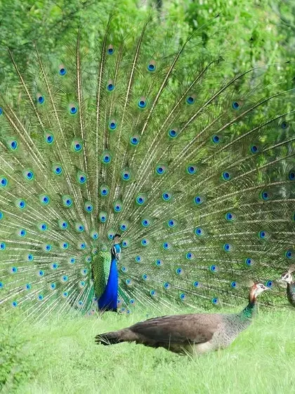 A male Indian Peafowl displays his magnificent train for a peahen. This flamboyant show-off is a classic example of a father fighting for the future of his family and species, establishing his supremacy through sheer beauty.