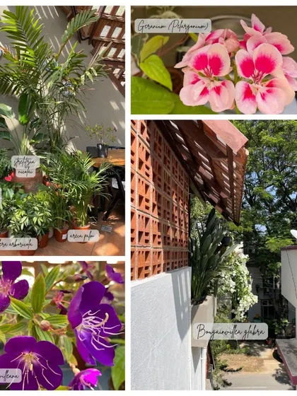 More pops of color from our studio's plant collection. The deep purple of Tibouchina urvilleana and the delicate pink of Geranium Pelargonium remind us daily of the beauty and diversity we strive to bring to our projects.