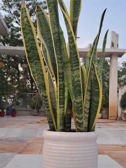 Another view of the snake plant in a white ceramic pot, placed on my terrace. These plants are very versatile and can be kept both indoors and outdoors.