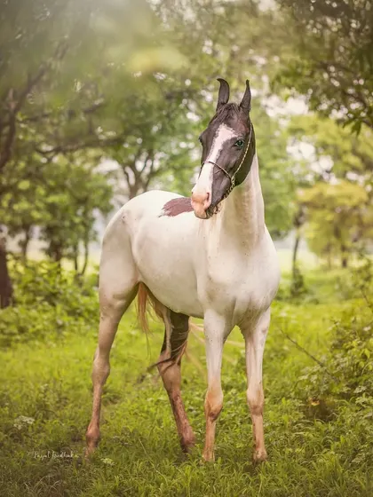 This is the essence of my work. A magnificent horse standing peacefully in a lush, rain-kissed forest. I focus on capturing these quiet, poetic moments where nature and the animal's soul feel perfectly aligned.