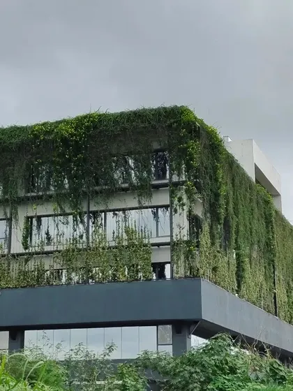 Another angle of the verdant facade, showing the density of the foliage. This green layer helps regulate the building's temperature and improves local air quality.