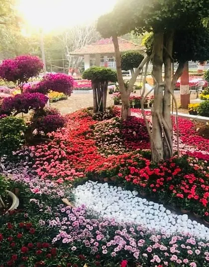 Another view of our award-winning garden display, showing how we use white pebbles to create a 'river' flowing through beds of colorful flowers and sculpted bonsai. This design combines Japanese garden principles with vibrant floral artistry.