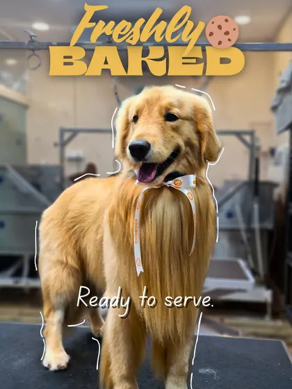 Freshly groomed and ready to be admired. This Golden Retriever showcases the result of our full grooming service, which includes a thorough bath, blow-dry, and styling to perfection.