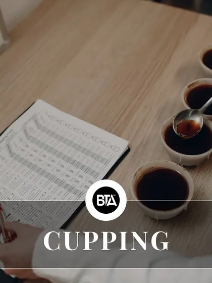 A close-up of a cupping session, where coffee is professionally tasted and evaluated for quality. This is the final step of quality control.