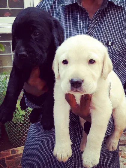 A pair of classic Labrador Retriever puppies, one black and one white, ready for their new homes. Known for their friendly nature, Labradors make excellent family companions, and we can help you find the perfect one.