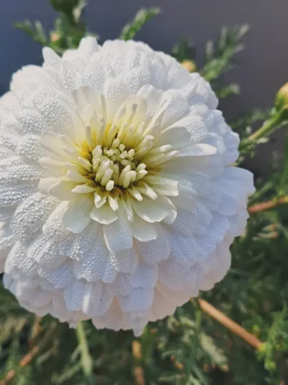 A perfect, dew-covered white flower.