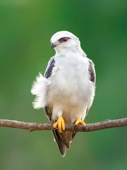 A Black Winged Kite, also known as a Black Shouldered Kite, with its striking white plumage and intense red eyes. The ruffled feathers on its side add a touch of character.