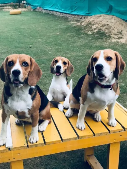 Three handsome Beagles pose perfectly on a yellow bench. Our meetups are a great chance to get some amazing photos of your pup with their new friends.