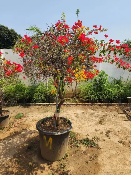A single Bougainvillea topiary, shaped into a ball of vibrant red flowers. It's a perfect statement piece for a sunny spot in any garden.