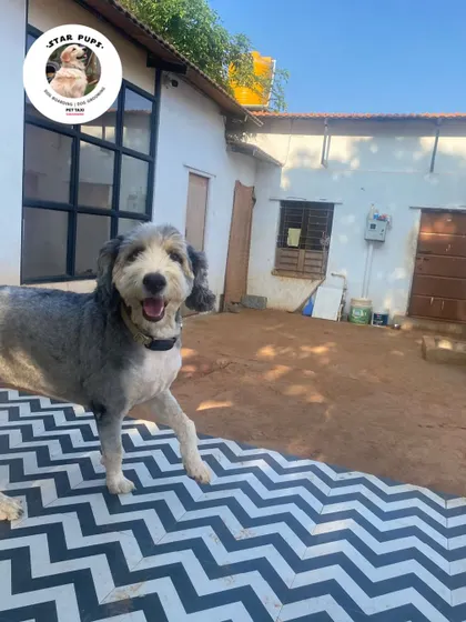 This happy Sheepadoodle is smiling for the camera in our spacious yard.