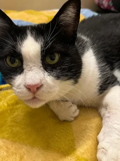 The wise and beautiful face of a senior cat. Kittu is one of my favorite regular guests.