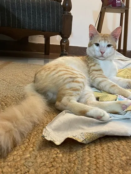 Tingmo showing off his magnificent fluffy tail. This ginger boy is looking for a family in Delhi/NCR who can give him the safe and loving life he was almost denied.