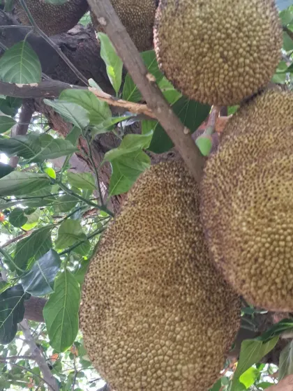 A closer look at the jackfruit on the tree. Notice the texture and size, which indicate it's developing well.
