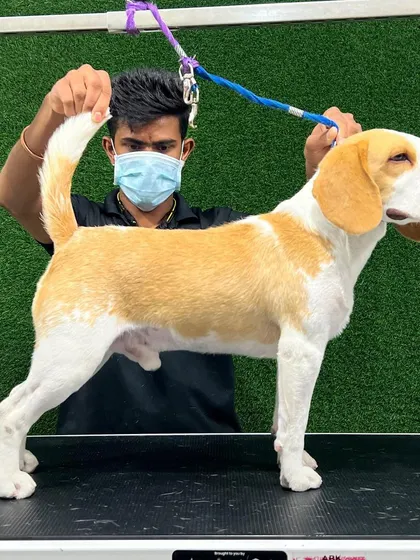 This handsome Beagle is showing off his sleek, clean coat after a de-shedding treatment and bath. I'm holding his tail to show a proper show stance, highlighting his great structure.