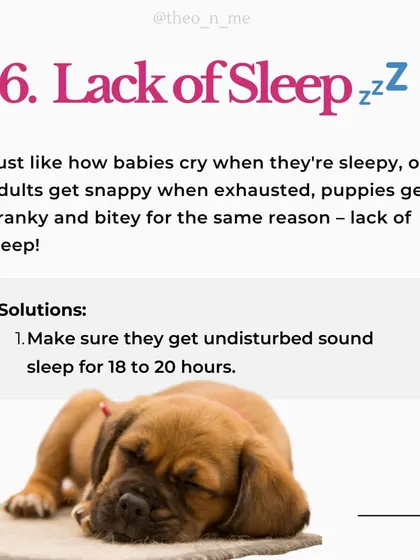 Is your puppy biting you constantly? It's a normal behavior with many causes, from teething pain to lack of sleep. This guide explains the six main reasons for puppy biting and provides practical, force-free solutions for each.