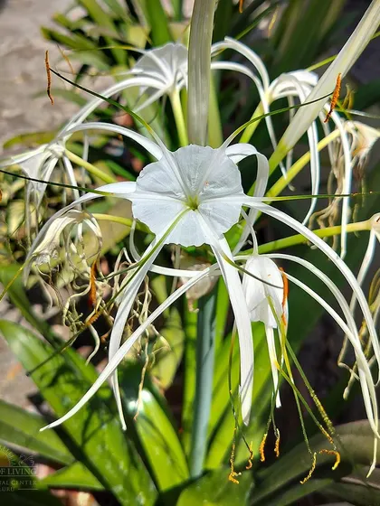 The unique and intricate beauty of a Spider Lily flower, one of the many exotic plants you can find growing on our campus.