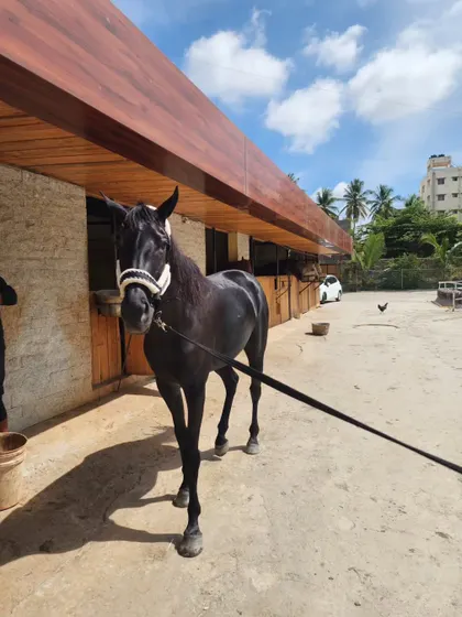 Another look at this magnificent animal. His calm temperament makes him as gentle as he is beautiful.