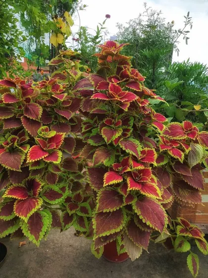 The vibrant colors of a Coleus plant. With its stunning red and green leaves, this plant is perfect for adding a splash of color to shady spots on a patio or balcony.