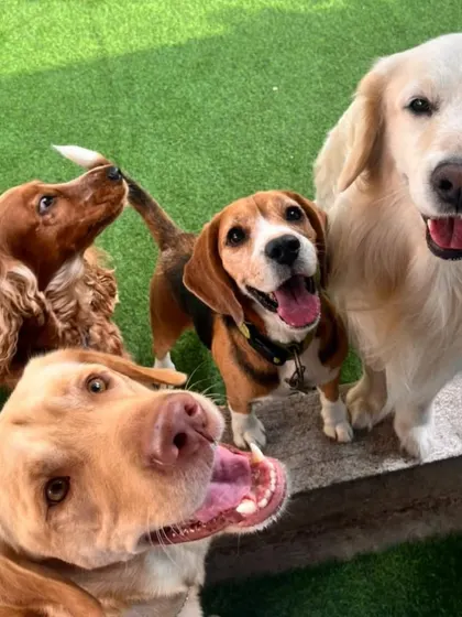 A fun group shot with a Cocker Spaniel, Beagle, and Golden Retrievers.