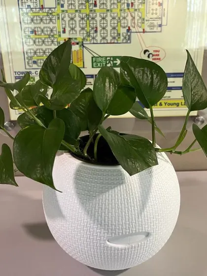 A Pothos plant in a textured white pot, perfect for low-light office environments.