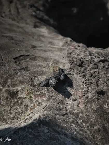 An Olive Ridley Sea Turtle hatchling making its perilous journey to the sea in Dive Agar. It's a powerful moment, representing both the fragility of life and the instinct for survival.