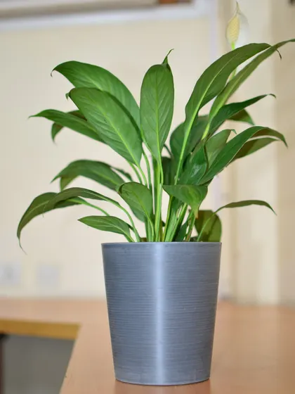 A healthy Peace Lily in a modern grey pot, shown on a wooden tabletop. Its broad green leaves are excellent at trapping dust and purifying the air.