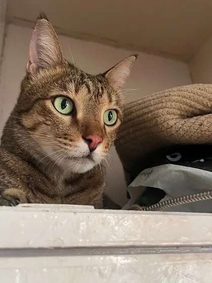 Who's in there? Puchka found a new hiding spot in the closet. I always make sure any off-limits areas are secured.