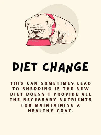 A sudden change in diet can also lead to shedding if the new food doesn't provide all the necessary nutrients for a healthy coat.