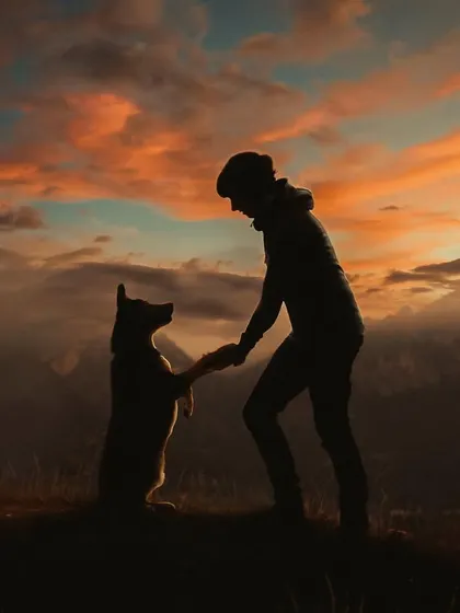 A breathtaking silhouette against a fiery sunset. This powerful image of a person and their dog sharing a high-five on a mountaintop captures the spirit of adventure and the deep connection we share with our pets.