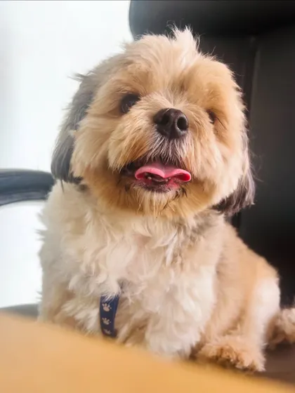 A portrait of a smiling Shih Tzu. Their happy expressions are the best.