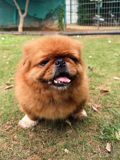 Look at this adorable Pekingese enjoying the fresh air. We ensure even the smallest and most delicate breeds have a safe and enjoyable outdoor experience.