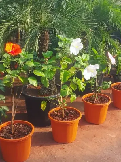 A row of colorful Hibiscus plants showing off their blooms. Come and take your pick from the many colors we have available.