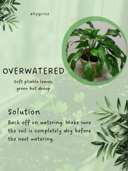Droopy leaves that feel soft and pliable are often a sign of overwatering. The solution is to back off on watering and allow the soil to dry out completely before watering again.