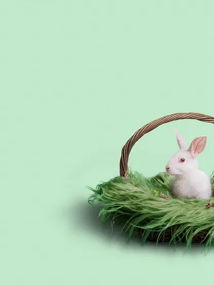 A white baby rabbit sits in a grassy basket for the April photo of our newborn-themed calendar. This shoot was designed to be gentle and calm, ensuring the animals were comfortable while we created these beautiful images for a good cause.
