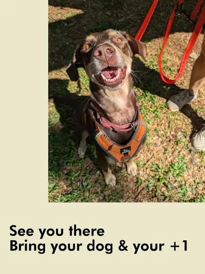A happy face from one of our Pack Addas. These events are a great opportunity for your dog to socialize in a safe and supervised environment.