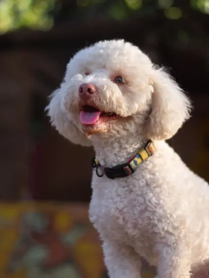 This Poodle is the picture of contentment, enjoying a calm moment during their stay with us.