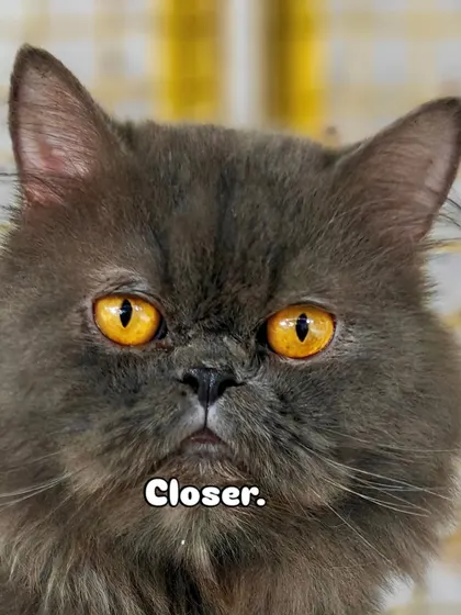 Closer. Pepper's stunning amber eyes reflect his calm and loving nature. He is fully vaccinated and ready to become a cherished member of a loving family.