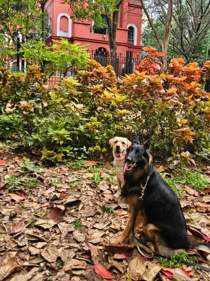 A beautiful morning at Cubbon Park with Tiger the Lab and my GSD Duggu. Parks are great places to practice neutrality and calm behavior around all sorts of new sights and sounds.