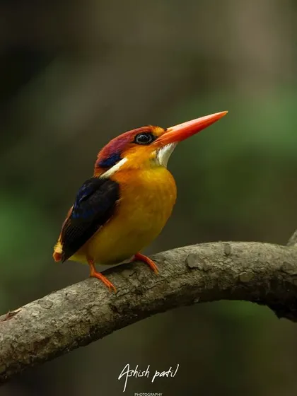 A different profile of the Oriental Dwarf Kingfisher, showing its curious expression. We focus on capturing not just the bird, but its character.