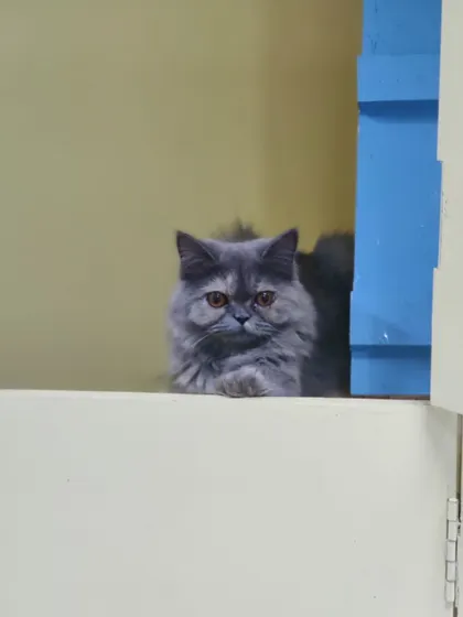 Cherry, a fluffy grey Persian, watching from a distance. She has such a sweet, grumpy-looking face.