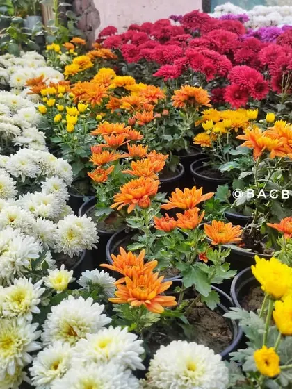 Rows of healthy Chrysanthemums in white, orange, and red, ready for planting. We ensure you get robust plants for a successful bloom.
