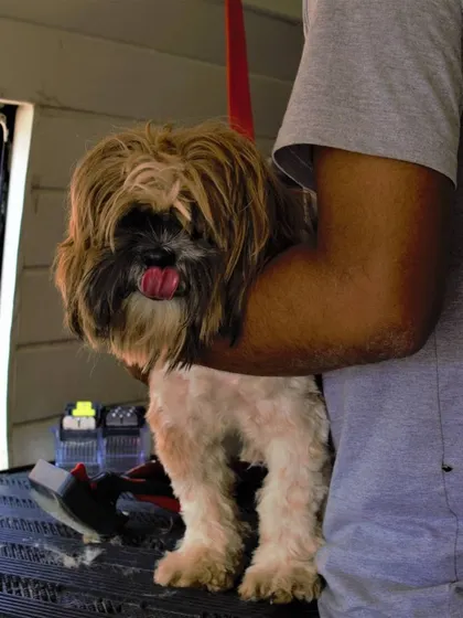 This fluffy Shih Tzu, Simba, is getting ready for his haircut. We understand the specific grooming needs of long-haired breeds to keep them looking their best.