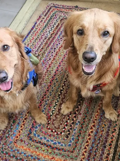 These two beautiful Golden Retrievers are ready for their walk. I am experienced in handling multi-dog households and ensuring both dogs have a great time together.
