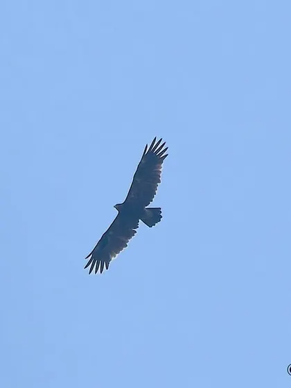 A Greater Spotted Eagle soaring high in the sky. These migratory eagles are powerful birds of prey, and capturing them in flight requires a good eye and a steady hand.