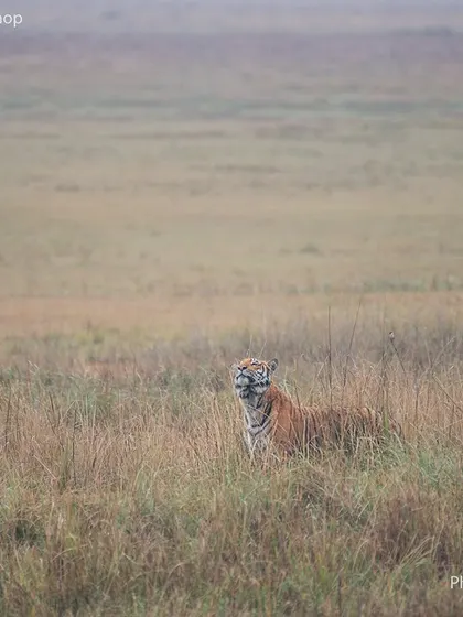 The original photograph before the painterly edits. This shows the raw moment in the Corbett grasslands, a beautiful scene in its own right, which served as the canvas for my artistic vision.