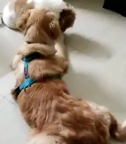 A typical weekend scene at our place. This Golden Retriever and Shih Tzu are enjoying some indoor playtime together.
