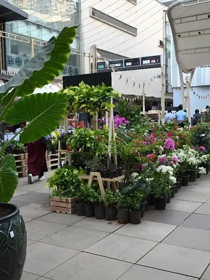 A long shot of the festival aisle, giving a sense of the scale and variety of plants and stalls that make up our marketplace.