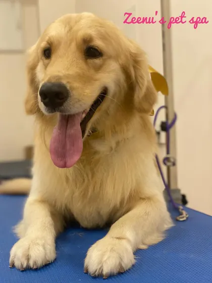 This beautiful Golden Retriever is looking happy and refreshed. I focus on a deep clean and brush-out to keep their golden coat shining.
